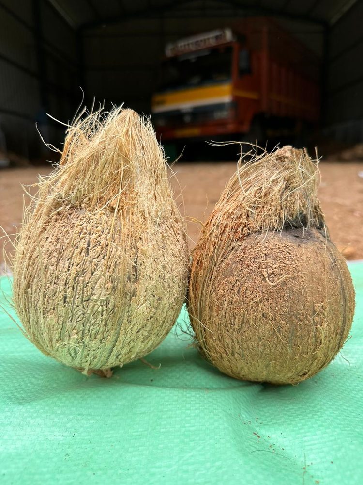Matured dry coconuts, graded by size