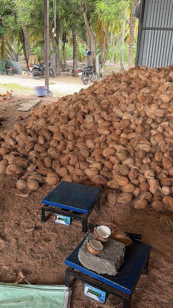 Graded coconut stock, ready for weekly dispatch